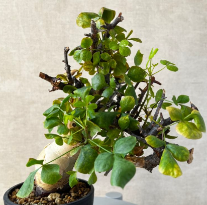 Commiphora kataf seeds