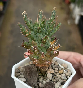 Euphorbia Crassipes seeds