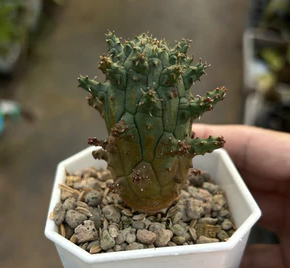 Euphorbia Crassipes seeds