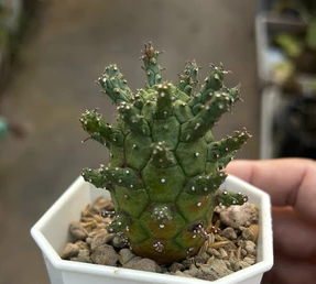 Euphorbia Crassipes seeds