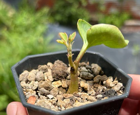 Cyphostemma montagnacii seeds