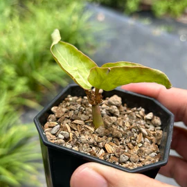 Cyphostemma montagnacii seeds