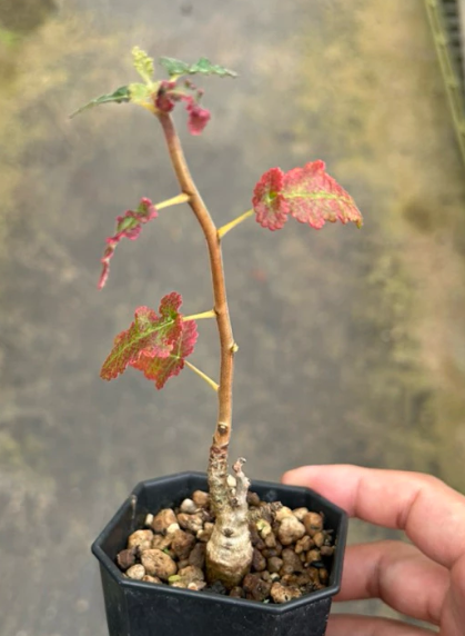Boswellia popoviana ( Red leaf ) seeds