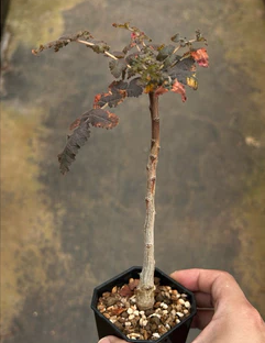 Boswellia bullata seeds