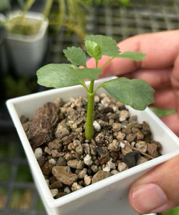 Commiphora Namaensis seeds