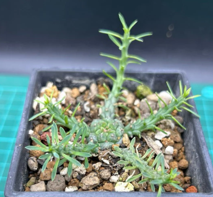 Euphorbia gatbergensis seeds