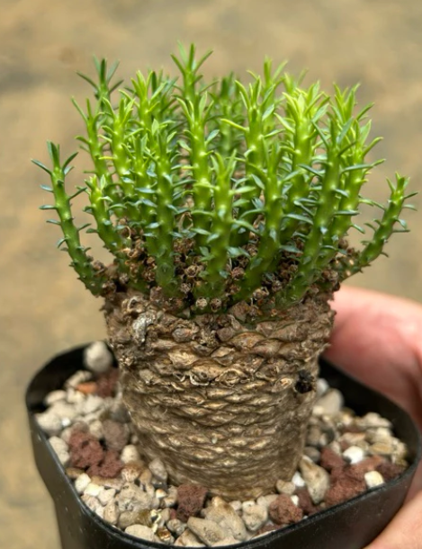 Euphorbia gatbergensis seeds