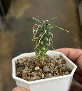 Euphorbia Tuberculata seeds