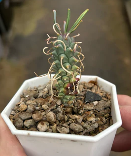 Euphorbia Tuberculata seeds