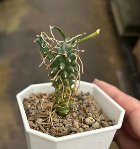 Euphorbia Tuberculata seeds