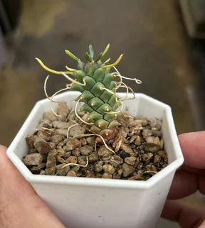 Euphorbia Tuberculata seeds