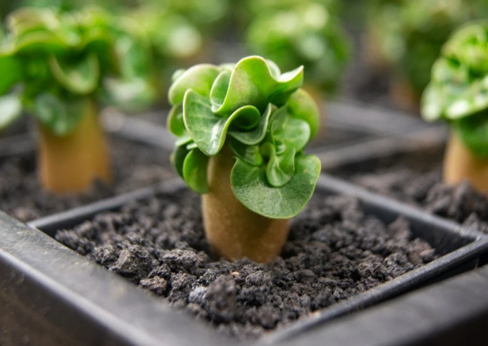 Adenium Arabicum Medusa PPL seeds