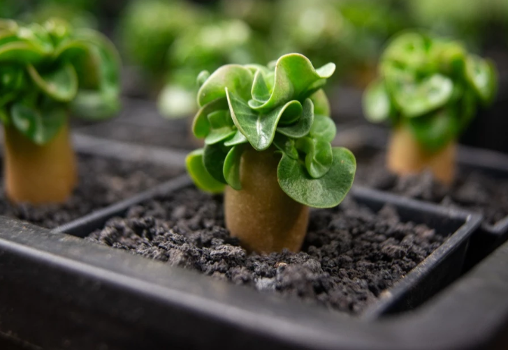 Adenium Arabicum Medusa PPL seeds