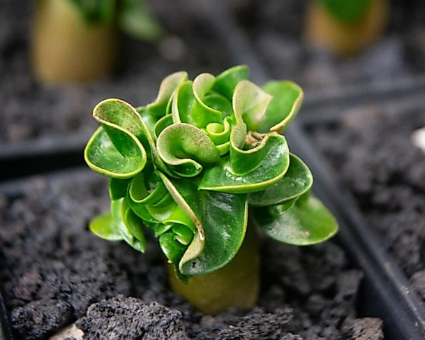 Adenium Arabicum Medusa PPL seeds
