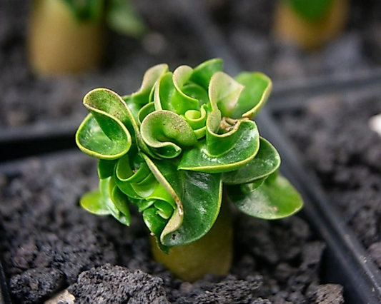 Adenium Arabicum Medusa PPL seeds