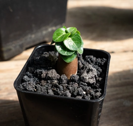 Adenium Arabicum Medusa EG ( Emerald Gold ) seeds