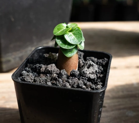 Adenium Arabicum Medusa EG ( Emerald Gold ) seeds
