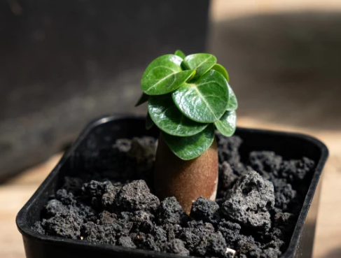 Adenium Arabicum Medusa EG ( Emerald Gold ) seeds