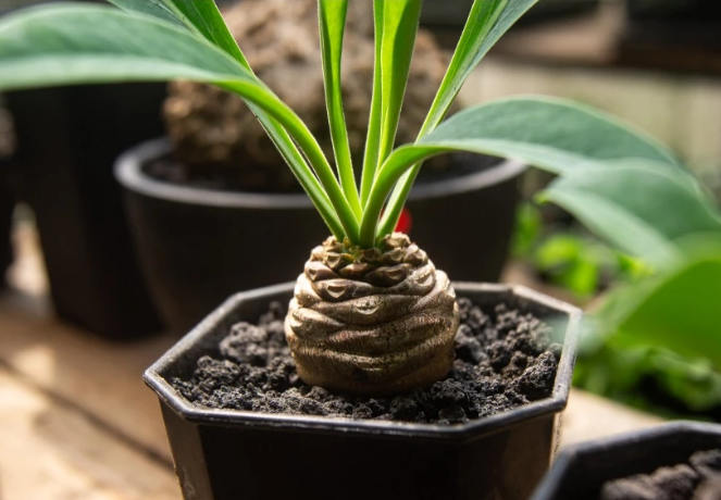 Euphorbia bupleurifolia seeds