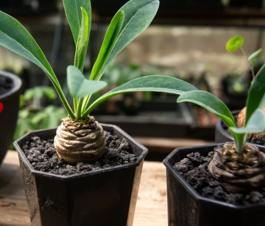 Euphorbia bupleurifolia seeds