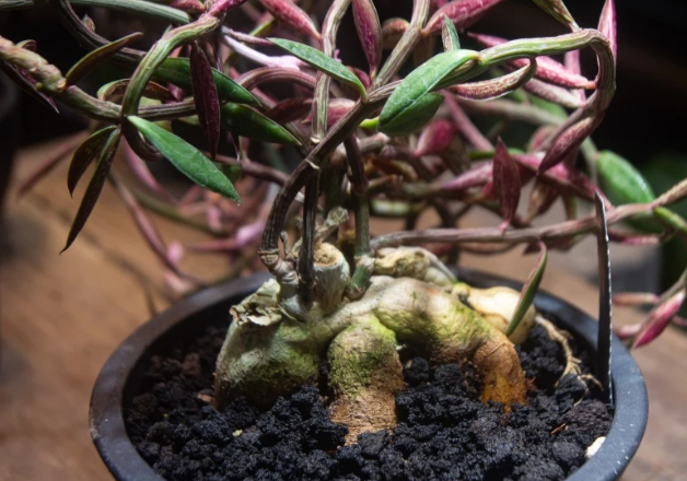 Euphorbia neorubella seeds
