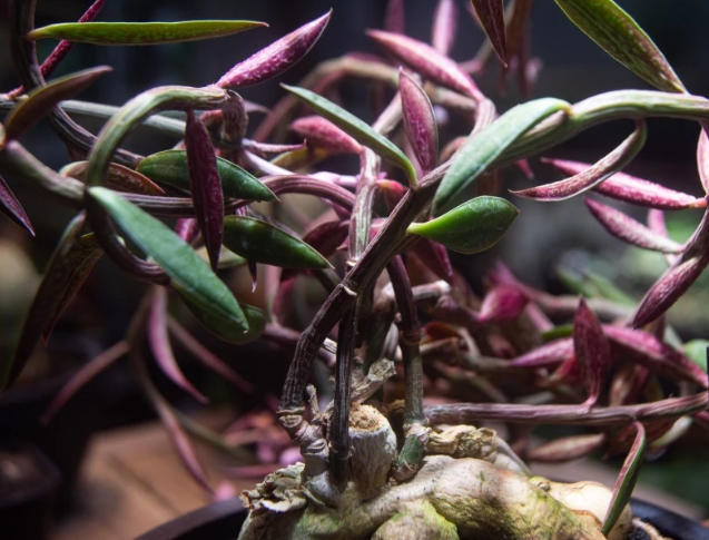 Euphorbia neorubella seeds
