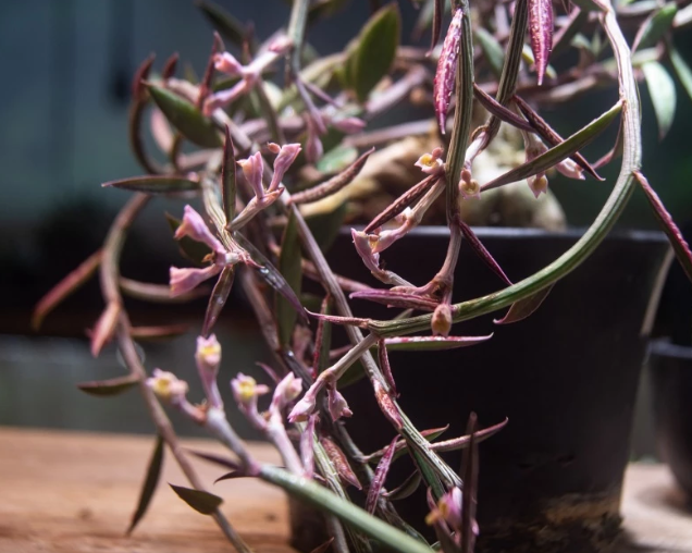 Euphorbia neorubella seeds