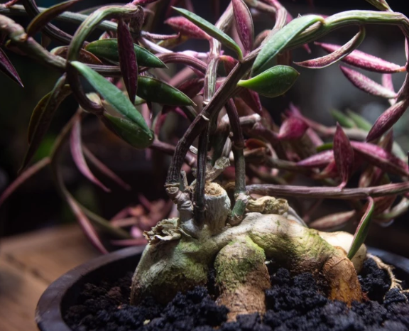 Euphorbia neorubella seeds