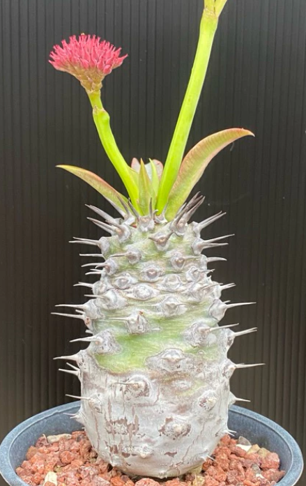 Euphorbia pachypodioides seeds