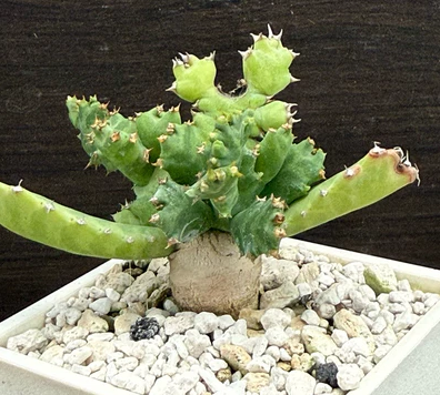 Euphorbia persistens seeds