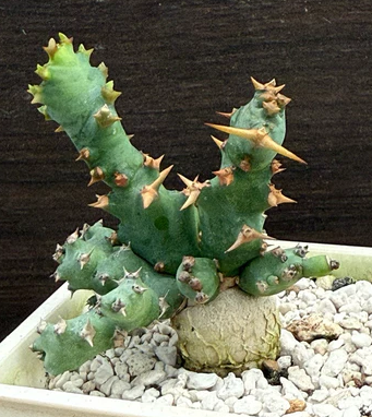 Euphorbia persistens seeds