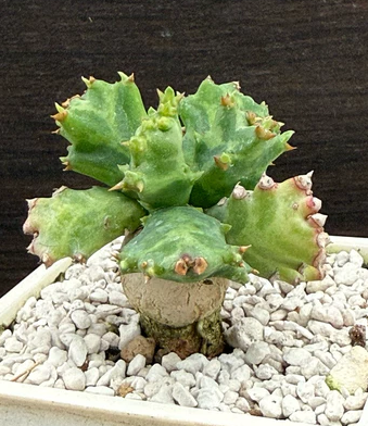 Euphorbia persistens seeds