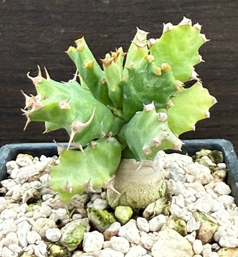 Euphorbia persistens seeds