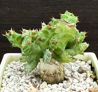 Euphorbia persistens seeds