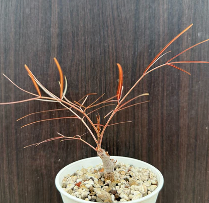 Cyphostemma mappia seeds