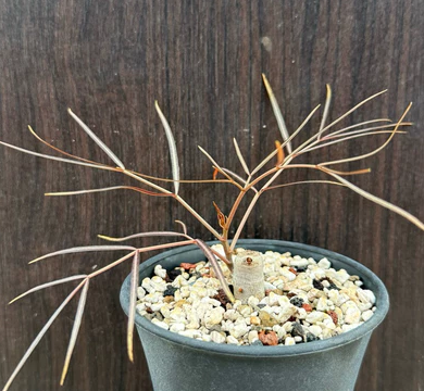 Cyphostemma mappia seeds