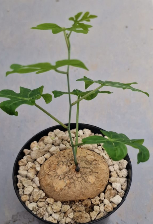 Adenia stenodactyla PLANT