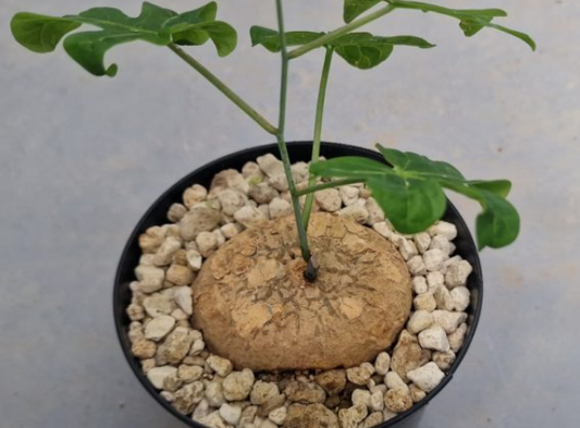 Adenia stenodactyla PLANT