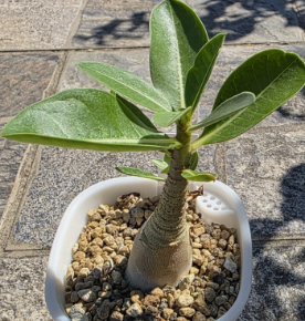 Adenium arabicum PLANT