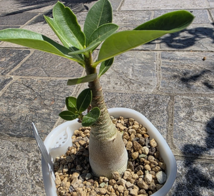 Adenium arabicum PLANT