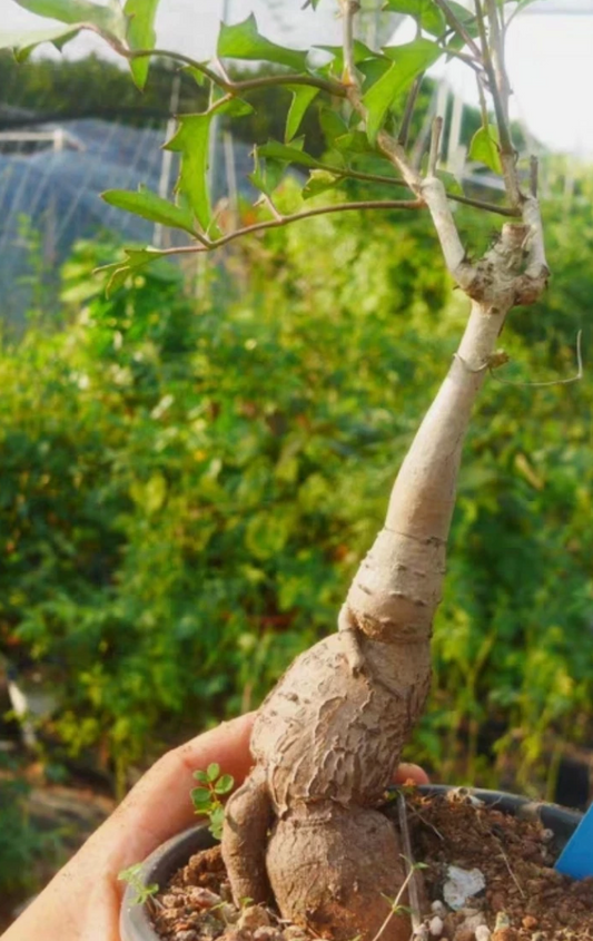 Cyphostemma laza PLANT #2