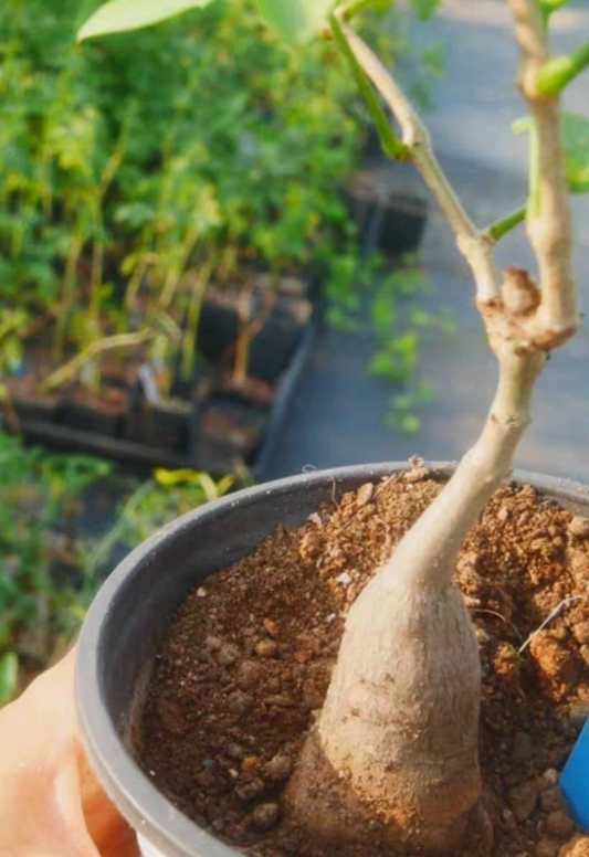 Cyphostemma laza PLANT #2