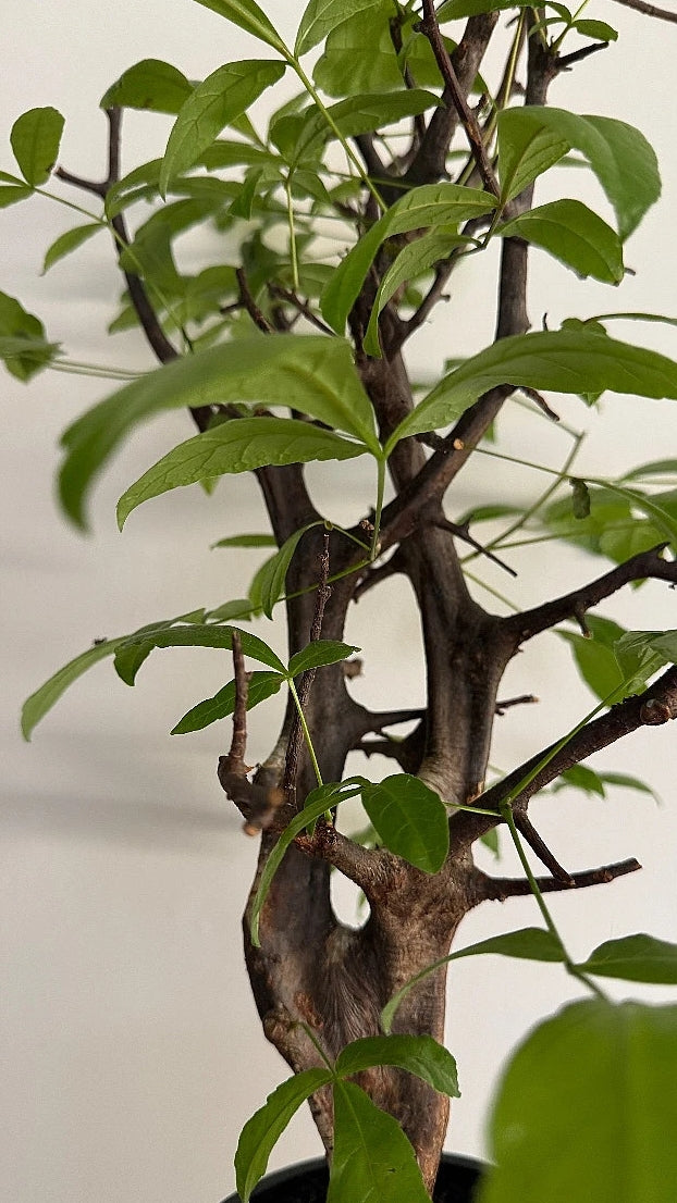 Commiphora mildbraedii seeds