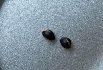 Commiphora mildbraedii seeds