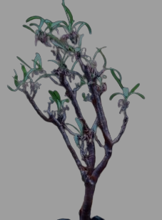 Othonna cerarioides seeds
