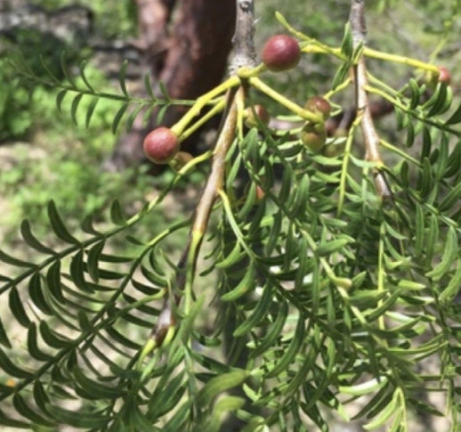Bursera morelensis seeds