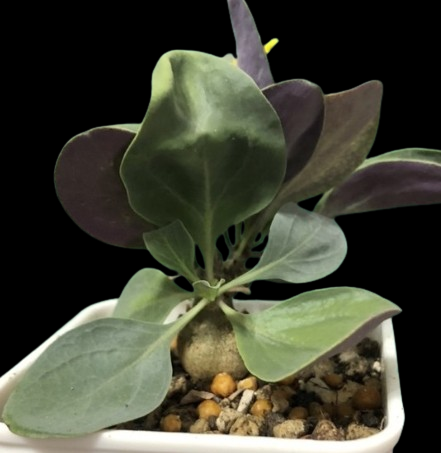 Othonna triplinervia seeds