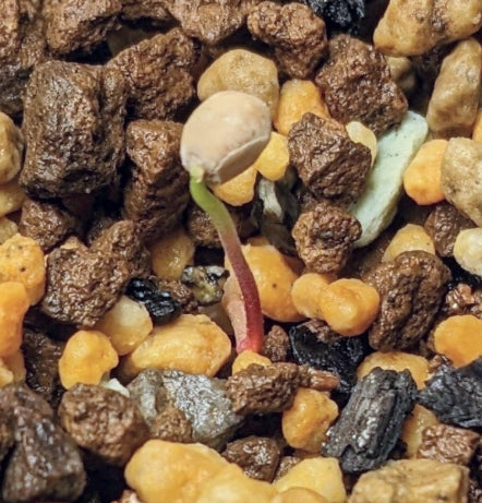 Bursera galeottiana seeds