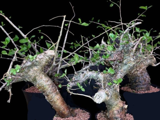 Commiphora Kua sp. Gowlelo seeds