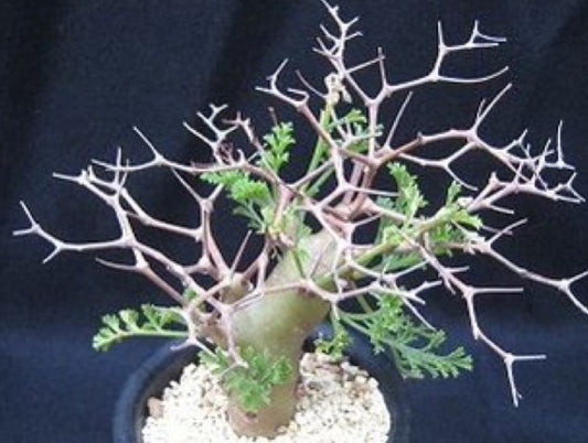 Pelargonium crithmifolium seeds